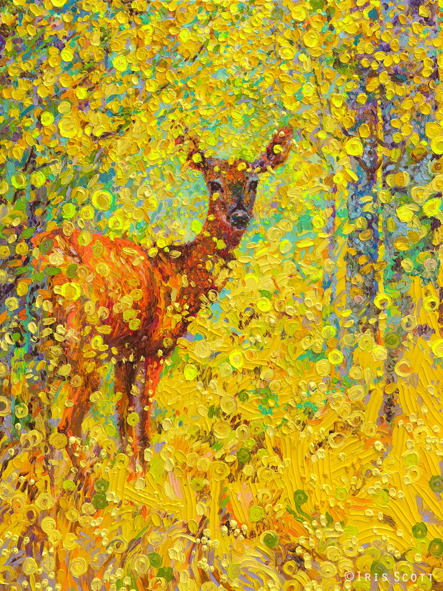 Whitetail Deer – Iris Scott