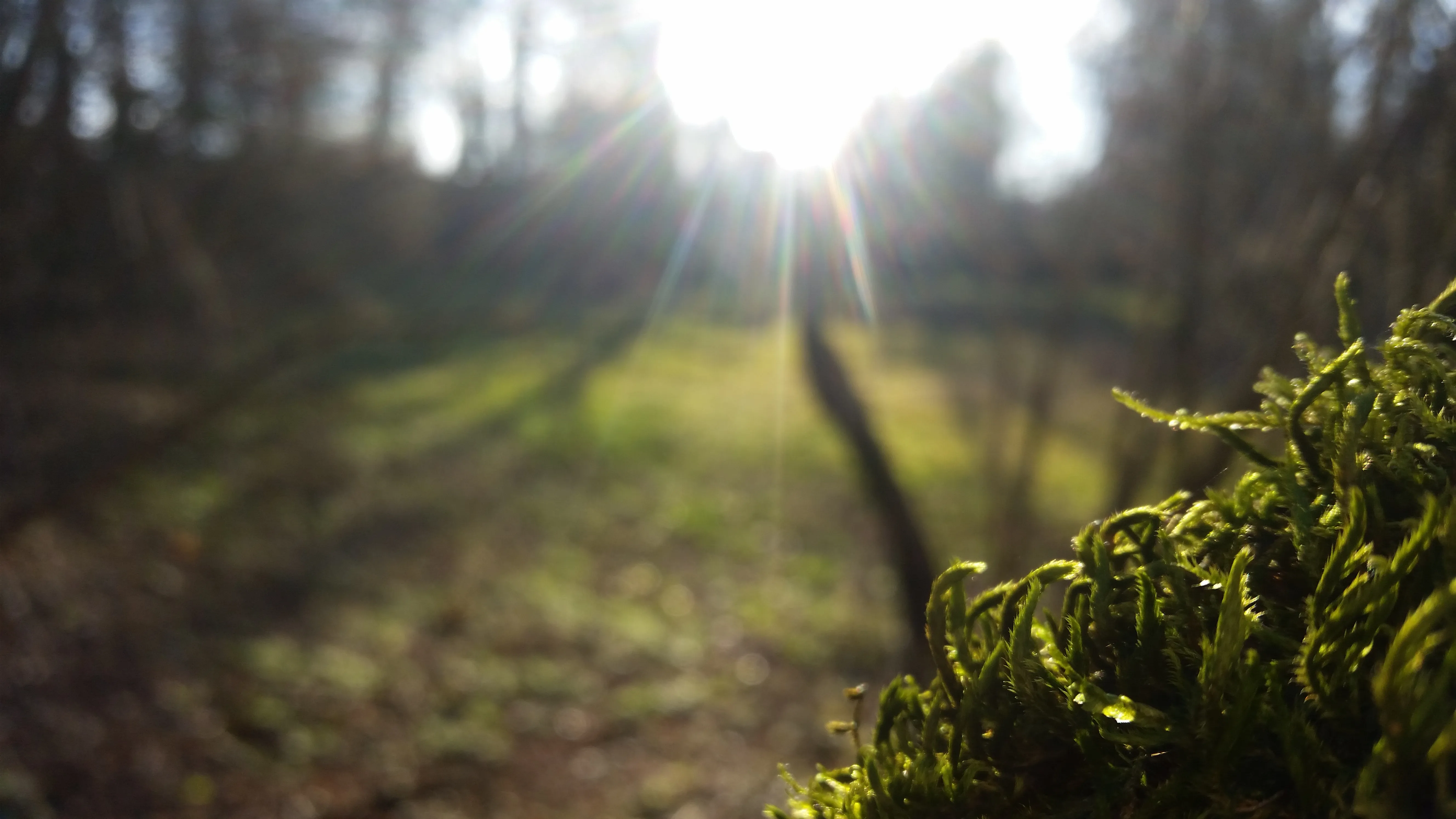 Photo de mousses dans le soeil