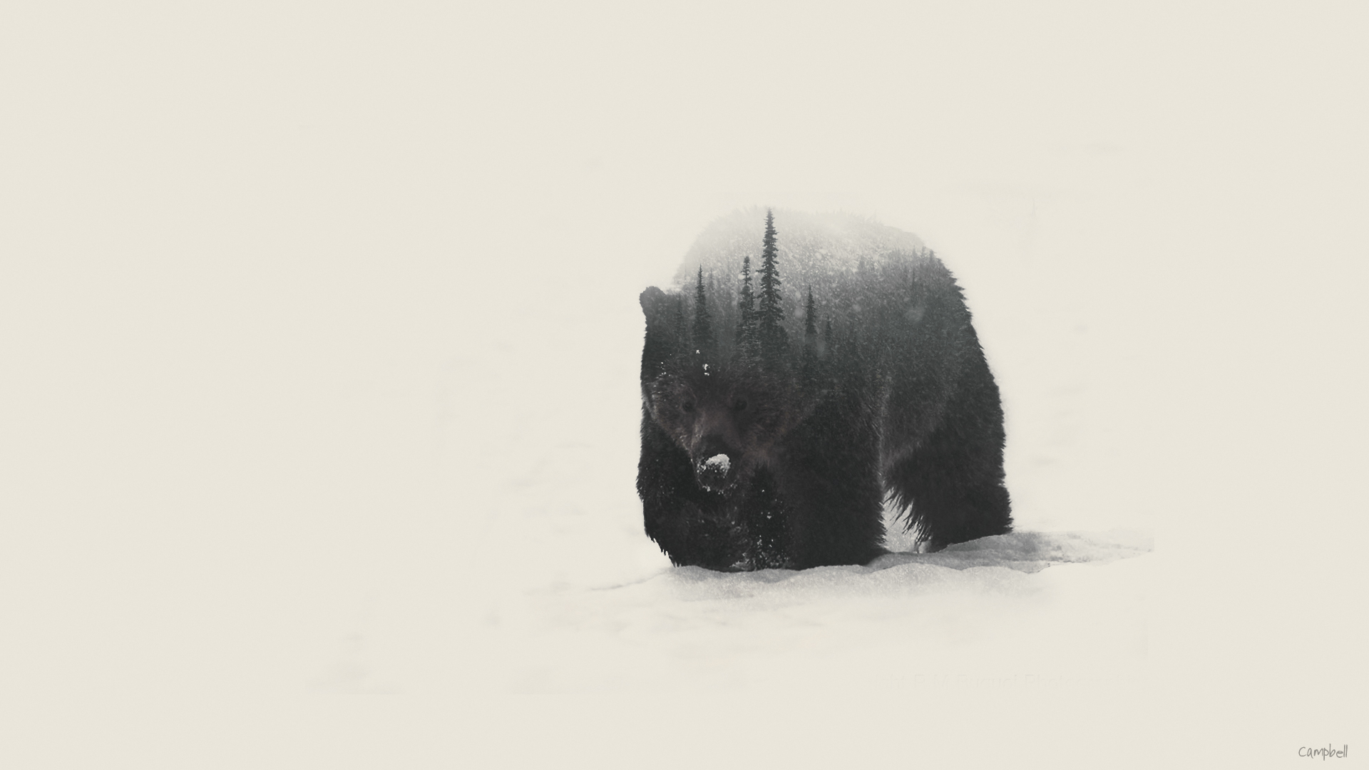 Ours dans la neige © R.M.Buquoi Photographics