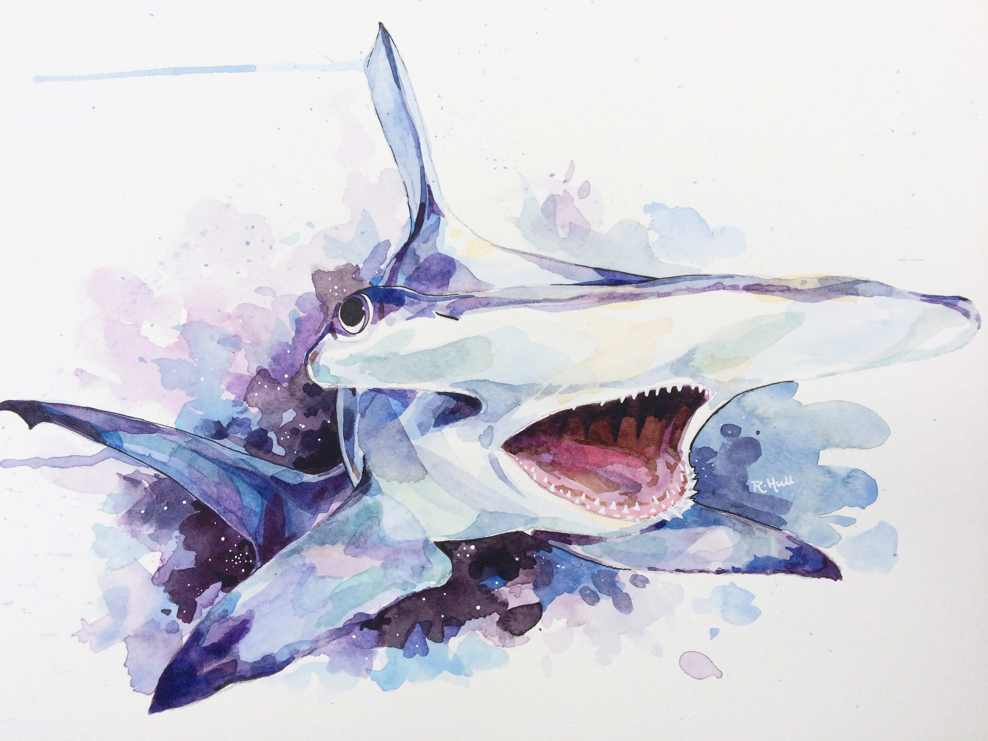 Requin marteau © Robert James Hull